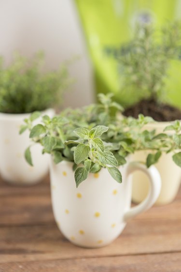 Planted mug with herbs.