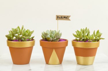 Three planters filled with succulents