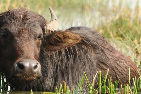 Wildlife Wednesday: Wild Water Buffalo
