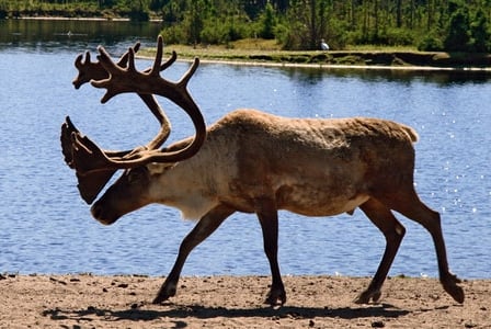 New Federal Government Plan to Save Threatened Alberta Caribou: Fence Them In
