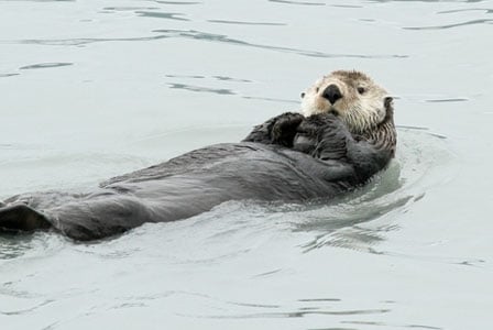 Wildlife Wednesday: Sea Otter
