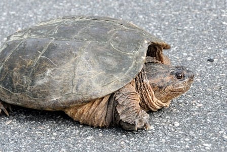 Wildlife Wednesday: Snapping Turtle
