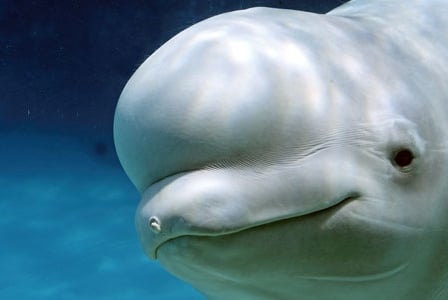 Celebrating  World Oceans Day - with Belugas

