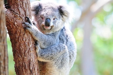 Wildlife Wednesday: Koala
