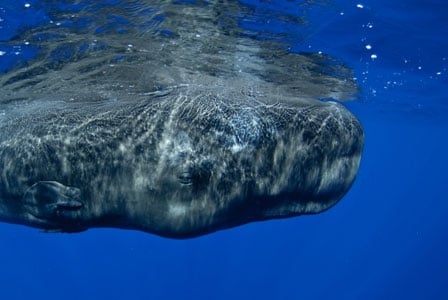 Wildlife Wednesday: Sperm Whale
