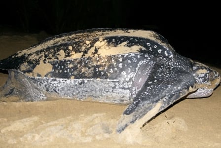 Wildlife Wednesday: Leatherback Sea Turtles
