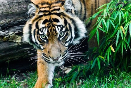 Wildlife Wednesday: Sumatran Tigers

