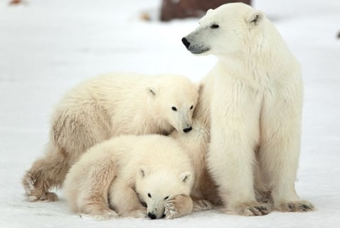 It\'s International Polar Bear Day

