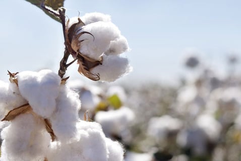 Would You Choose Sustainable Cotton Clothing?

