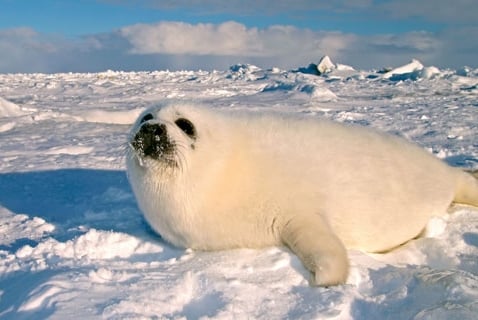 Melting Ice Puts Harp Seals at Risk
