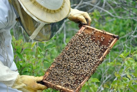 Insecticides May Be to Blame for Honeybee Deaths
