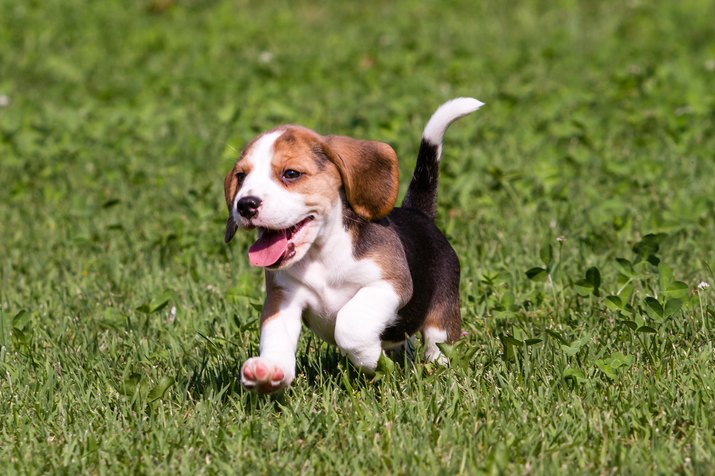beagle puppy running