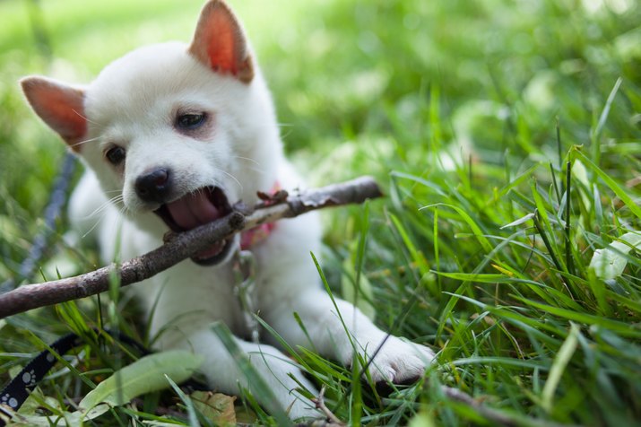 shiba inu puppy playing in the grass